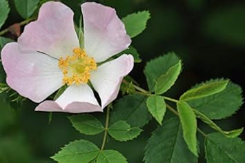 Canina White Flower Seeds for Planting – Organic, Heirloom, Non-GMO Seeds