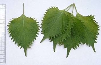 Green Perilla Plant Seeds for Planting-Flavorful Herb Gardens ? Fresh Herb for Your Garden
