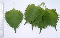 Green Perilla Plant Seeds for Planting-Flavorful Herb Gardens ? Fresh Herb for Your Garden
