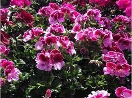 Perennial Flower Seeds Heirloom Non GMO Planting - 100 pcs