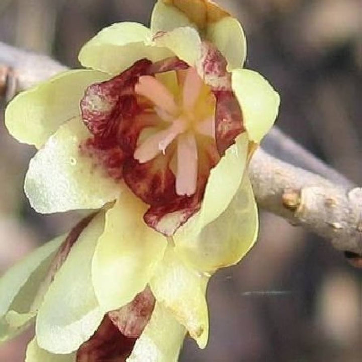 Heirloom Non-GMO Chimonanthus Flower Seeds for Planting – Fragrant Winter Bloom Seeds
