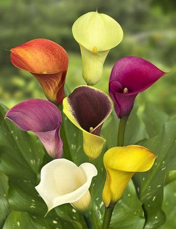 Perennial Calla Lily bulbs ready for garden planting