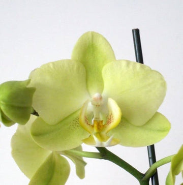 Phalaenopsis Orchid Seeds Pale Green for Planting, NON GMO Seeds for planting in home garden