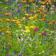 Meadow Flower Seeds for Planting - 100 pcs