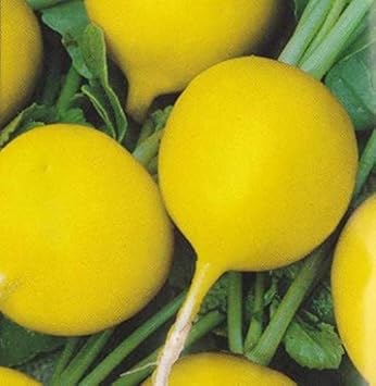 Yellow Radish Raphanus sativus for planting in home garden