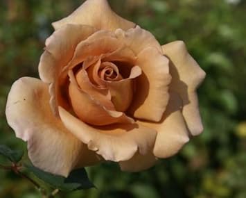 Brown Rose Flower Seeds for Planting - Non-GMO Heirloom Garden Seeds for Growing and Planting