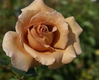 Brown Rose Flower Seeds for Planting - Non-GMO Heirloom Garden Seeds for Growing and Planting