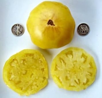 Yellow Golden Giant Bean seeds for garden planting