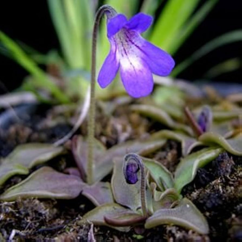 Pinguicula Poldinii Flower Seeds for Planting ,Heirloom Seeds -NON GMO Seeds