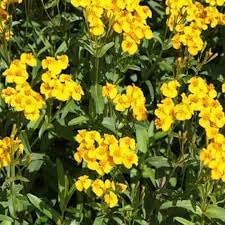 Tagetes Lucida Flower Seeds for Planting 100 pcs -Hierloom Flower Seeds