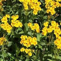 Tagetes Lucida Flower Seeds for Planting 100 pcs -Hierloom Flower Seeds