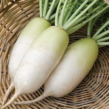 White Radish Seeds for Planting - 100 Pcs pcs