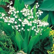 Bell Orchid Flower Seeds for Garden - NON GMO Seeds