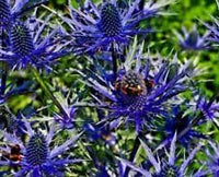 Heirloom Non-GMO Blue Holly Flower Seeds for Decorative Garden Edges and Winter Planting