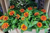 Zowie Flower Seeds for Planting - NON GMO Seeds