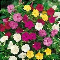Mixed Mirabilis Jalapa Flower Seeds – Heirloom Non-GMO Blooms for Colorful Garden Planting