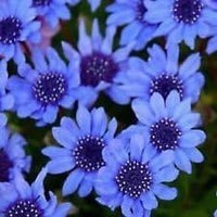 Organic Heirloom Non-GMO Blue Felicia Seeds for Planting – Dainty Garden Blooms