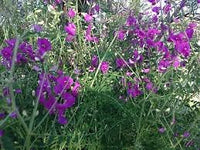 Heirloom Non-GMO Swainsonia Flower Seeds for Planting – Delicate Blooms for Cottage and Wild Gardens - Non-GMO for planting in home garden