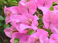 Baby Pink Bougainvillea Flower Seeds for Planting – Heirloom and Non-GMO Garden Seeds