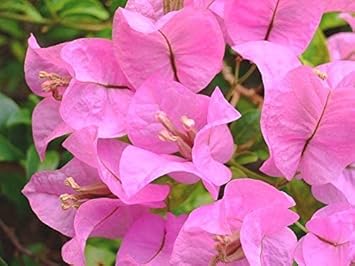 Baby Pink Bougainvillea Flower Seeds for Planting ƒ?? Heirloom and Non-GMO Garden Seeds for planting in your garden.