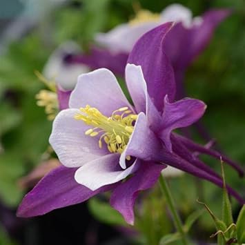 Aquilegia Flower Seeds Purple for Planting NON GMO Seeds seeds for planting in home garden