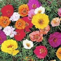 Heirloom Non-GMO Grandiflora Flower Seeds for Planting – Large Vibrant Blooms for Eye-Catching Gardens