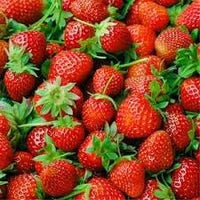 Large strawberry Fragaria × ananassa seeds for home garden