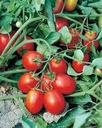 Giant Red Monster Tomato Solanum lycopersicum for planting in home garden