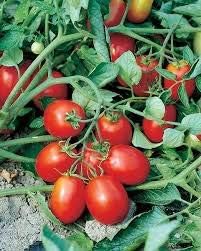 Giant Red Monster Tomato Solanum lycopersicum for planting in home garden