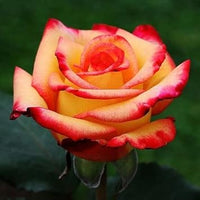 Orange Yellow Rose Plant Seeds for Planting Non-GMO Heirloom Garden Seeds for Growing for planting in home garden