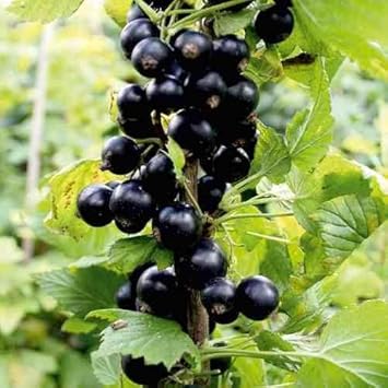 Grosella Negra Fruit Seeds for Planting - Rich, Blackberries for Home Garden, Heirloom Seeds
