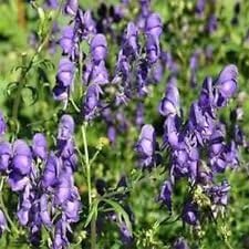 Organic Aconitum Napellus Plant Seeds for Planting ƒ?? Heirloom, Non-GMO