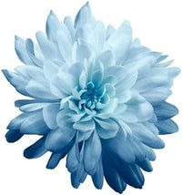 Chrysanthemum Flower Seeds Sky Blue for Planting - NON GMO Seeds
