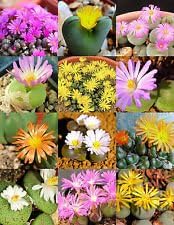 100 Pcs