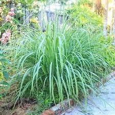 Lemongrass Seeds for Herb Gardens and Fresh Flavorful Growth ? Fresh Herb for Your Garden
