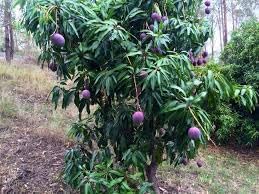 Annona reticulata seeds for custard apple tree