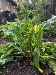 French Sorrel Herb Seeds for Fresh Culinary Gardens and Microgreens ? Fresh Herb for Your Garden