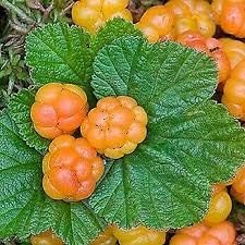 Cloudberry Rubus Fruit Seeds for Planting - Orange-Red Berries for Gourmet Gardens, Non-GMO Seeds
