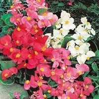 Begonia Mixed Flower Seeds for Planting - NON GMO Seeds