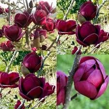 Yulan Magnolia Tulip Flower Seeds for Planting â€“ Heirloom, Non-GMO, Beautiful Blooms