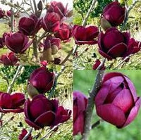 Yulan Magnolia Tulip Flower Seeds for Planting â€“ Heirloom, Non-GMO, Beautiful Blooms