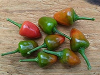 Dundicut Chili Seeds for Planting - heirloom & Non-GMO Seeds