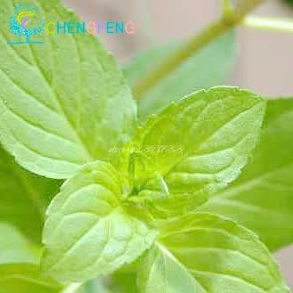 Green Mint Plant Seeds for Herb Gardens and Culinary Use for Planting ? Fresh Herb for Your Garden