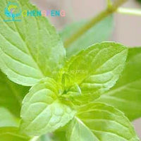 Green Mint Plant Seeds for Herb Gardens and Culinary Use for Planting ? Fresh Herb for Your Garden
