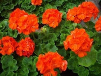 Geranium Orange Flower Garden Seeds for Planting - NON GMO Seeds