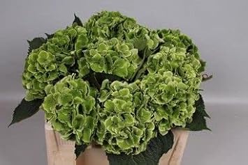Dark Green Hydrangea Flower Planting Seeds for Garden NON GMO Seeds