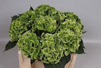 Dark Green Hydrangea Flower Planting Seeds for Garden NON GMO Seeds