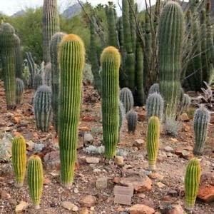 Green Neobuxbaumia Plant Seeds for Planting - 100 pcs