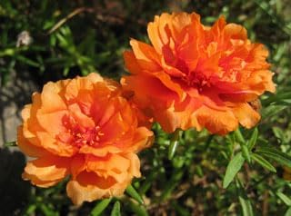 Heirloom Non-GMO Grandiflora Flower Seeds for Garden – Large Vibrant Blooms