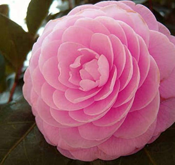 Heirloom Camellia Flower Seeds â€“ Non-GMO Seeds for Planting Beautiful Garden Blooms for planting in home garden